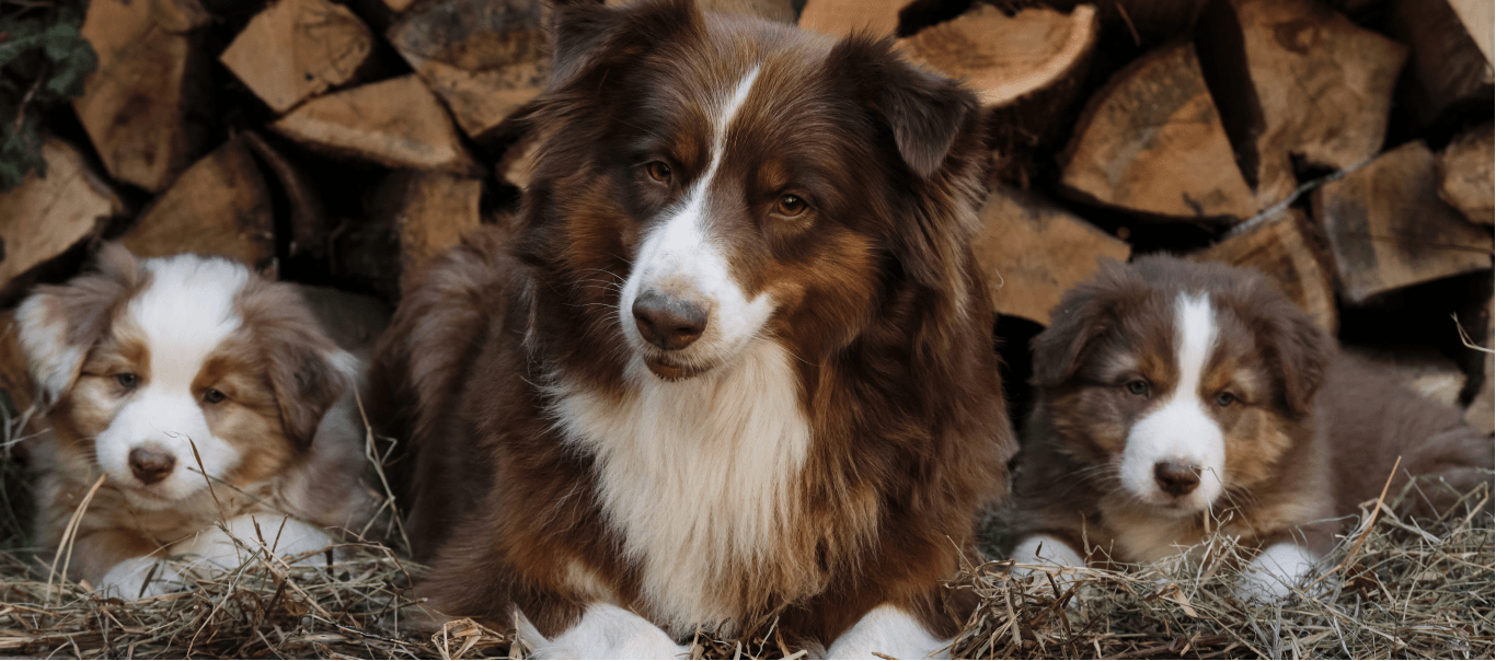 Animal Care
