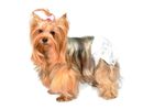 PAÑALES-DESECHABLES-PERROS-12UN---TALLA-S-25-35CM-