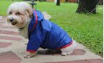 CORTAVIENTO-IMPERMEABLE-AZUL-CON-GORRO--S