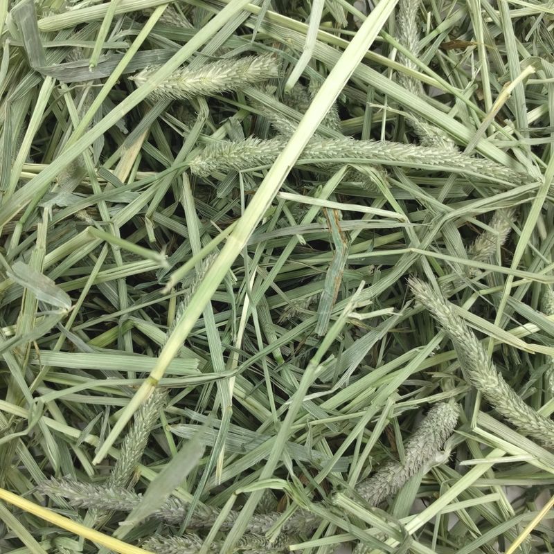 HENO-WESTERN-TIMOTHY--4--KG-
